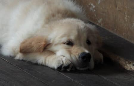 LILIBETH CUCCIOLI DI GOLDEN RETRIEVER SAN NICOLO 9511