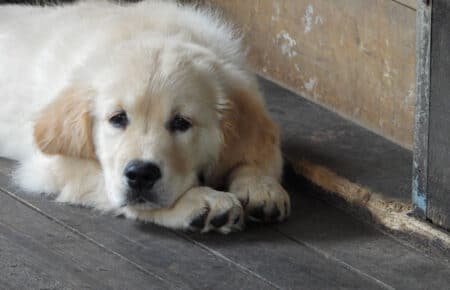 LILIBETH CUCCIOLI DI GOLDEN RETRIEVER SAN NICOLO 9513