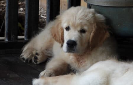 LILIBETH CUCCIOLI DI GOLDEN RETRIEVER SAN NICOLO 9514