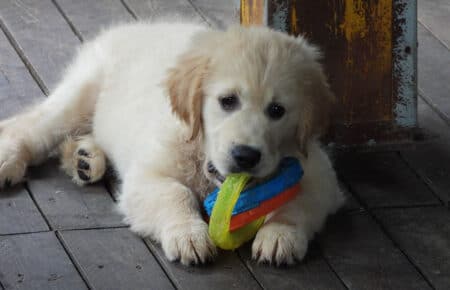 LILIBETH CUCCIOLI DI GOLDEN RETRIEVER SAN NICOLO 9520