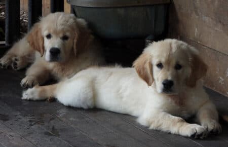 LILIBETH CUCCIOLI DI GOLDEN RETRIEVER SAN NICOLO 9521