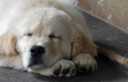 LILIBETH CUCCIOLI GOLDEN RETRIEVER SAN NICOLO 9525