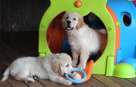 LILIBETH CUCCIOLI GOLDEN RETRIEVER SAN NICOLO 9593