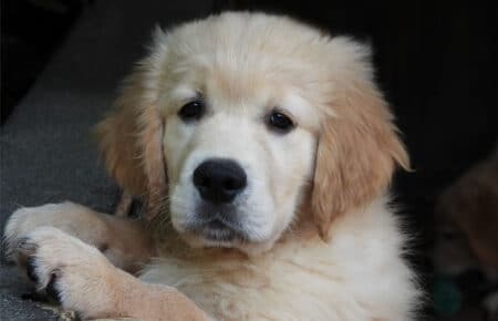 LILIBETH CUCCIOLI GOLDEN RETRIEVER SAN NICOLO 9595