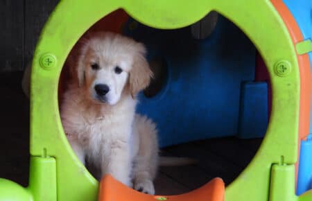 LILIBETH CUCCIOLI GOLDEN RETRIEVER SAN NICOLO 9599