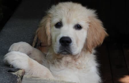 LILIBETH CUCCIOLI GOLDEN RETRIEVER SAN NICOLO 9601