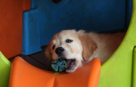 LILIBETH CUCCIOLI GOLDEN RETRIEVER SAN NICOLO 9603