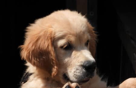LILIBETH CUCCIOLI GOLDEN RETRIEVER SAN NICOLO 9607