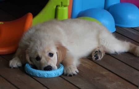 LILIBETH CUCCIOLI GOLDEN RETRIEVER SAN NICOLO 9608