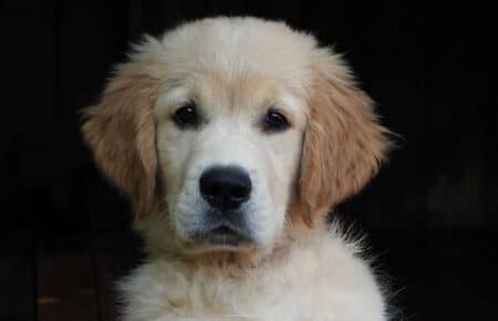 LILIBETH CUCCIOLI GOLDEN RETRIEVER SAN NICOLO 9610
