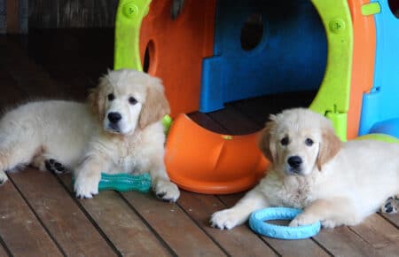 LILIBETH CUCCIOLI GOLDEN RETRIEVER SAN NICOLO 9611