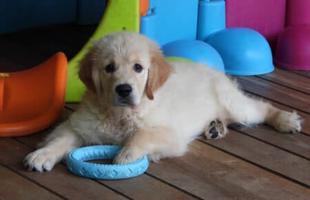 LILIBETH CUCCIOLI GOLDEN RETRIEVER SAN NICOLO 9612