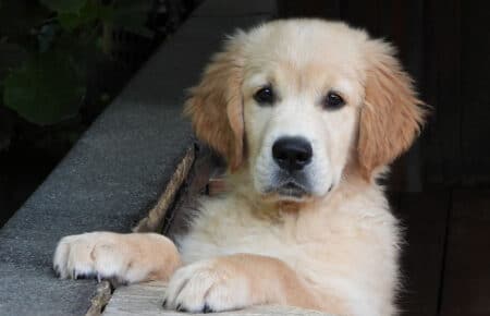 LILIBETH CUCCIOLI GOLDEN RETRIEVER SAN NICOLO 9651