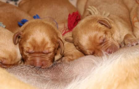 ALICE CUCCIOLI DI LABRADOR FOXRED SAN NICOLO 6867