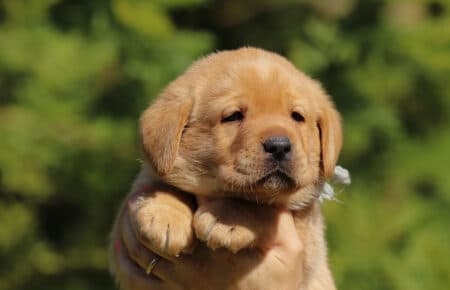 ALICE CUCCIOLI DI LABRADOR FOXRED SAN NICOLO 7355