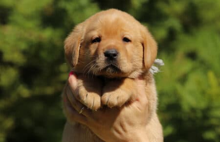 ALICE CUCCIOLI DI LABRADOR FOXRED SAN NICOLO 7358