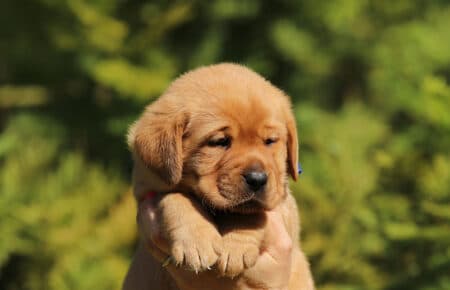 ALICE CUCCIOLI DI LABRADOR FOXRED SAN NICOLO 7367