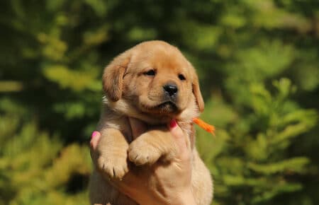 ALICE CUCCIOLI DI LABRADOR FOXRED SAN NICOLO 7371