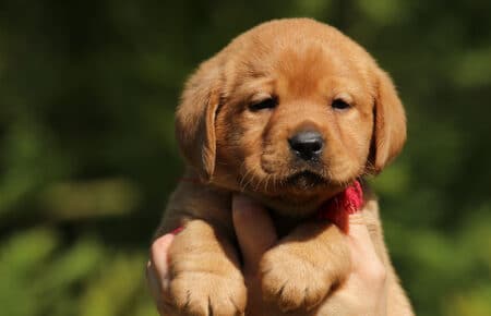 ALICE CUCCIOLI DI LABRADOR FOXRED SAN NICOLO 7374
