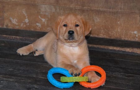 ALICE CUCCIOLI DI LABRADOR FOXRED SAN NICOLO 7429