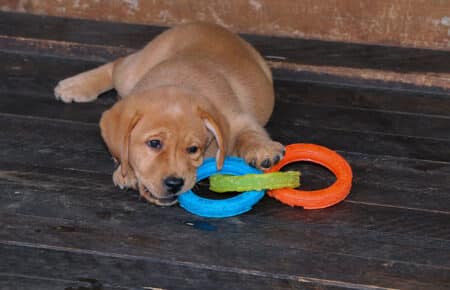 ALICE CUCCIOLI DI LABRADOR FOXRED SAN NICOLO 7431