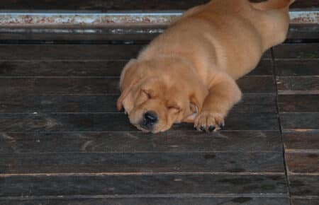 ALICE CUCCIOLI DI LABRADOR FOXRED SAN NICOLO 7432