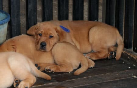 ALICE CUCCIOLI DI LABRADOR FOXRED SAN NICOLO 7434