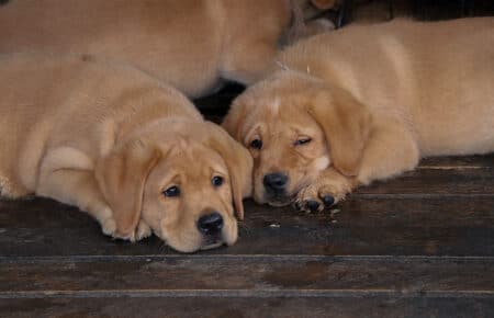 ALICE CUCCIOLI DI LABRADOR FOXRED SAN NICOLO 7438