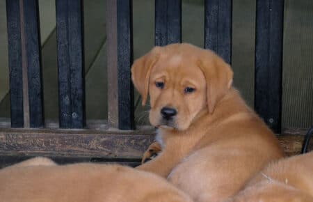 ALICE CUCCIOLI DI LABRADOR FOXRED SAN NICOLO 7442
