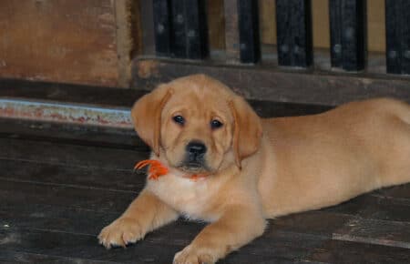 ALICE CUCCIOLI DI LABRADOR FOXRED SAN NICOLO 7443