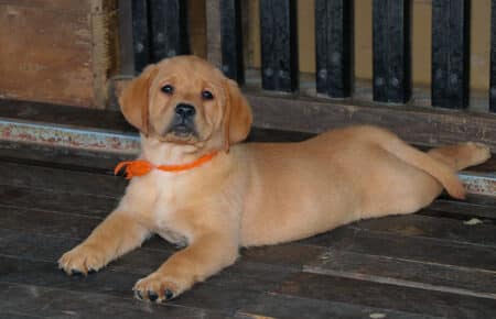 ALICE CUCCIOLI DI LABRADOR FOXRED SAN NICOLO 7445