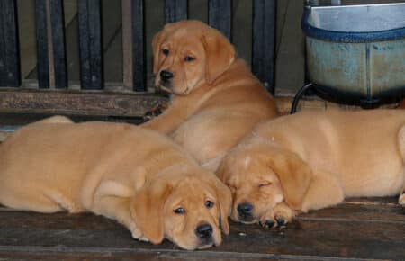 ALICE CUCCIOLI DI LABRADOR FOXRED SAN NICOLO 7446
