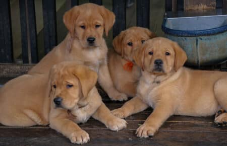 ALICE CUCCIOLI DI LABRADOR FOXRED SAN NICOLO 7453
