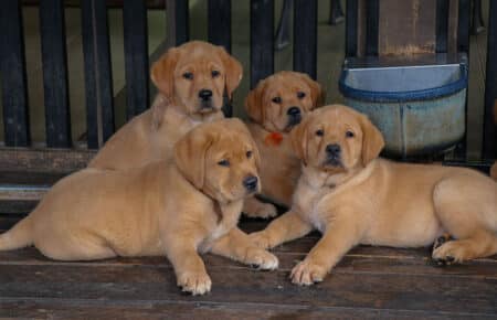 ALICE CUCCIOLI DI LABRADOR FOXRED SAN NICOLO 7454