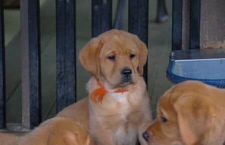 ALICE CUCCIOLI DI LABRADOR FOXRED SAN NICOLO 7458