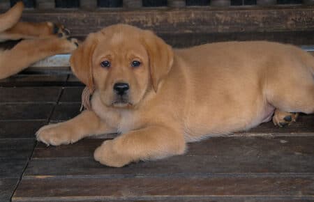ALICE CUCCIOLI DI LABRADOR FOXRED SAN NICOLO 7459