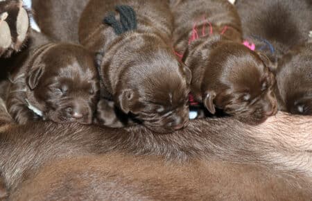 BROWN DIANA CICCIOLI DI LABRADOR CHOCOLATE SAN NICOLO 6700