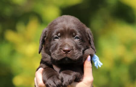 BROWN DIANA CICCIOLI DI LABRADOR CHOCOLATE SAN NICOLO 6983