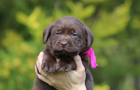 BROWN DIANA CICCIOLI DI LABRADOR CHOCOLATE SAN NICOLO 7019