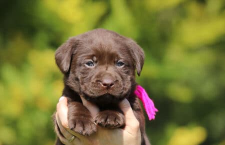 BROWN DIANA CICCIOLI DI LABRADOR CHOCOLATE SAN NICOLO 7024