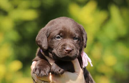 BROWN DIANA CICCIOLI DI LABRADOR CHOCOLATE SAN NICOLO 7027