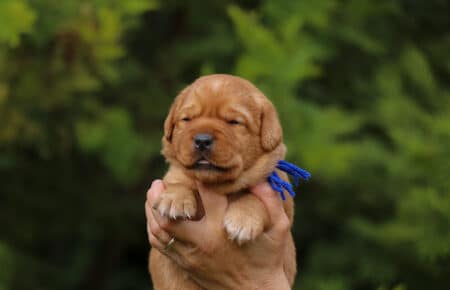 BALLERINA CUCCIOLI DI LABRADOR FOXRED SAN NICOLO 7392