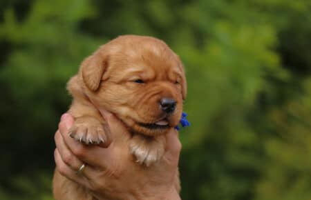 BALLERINA CUCCIOLI DI LABRADOR FOXRED SAN NICOLO 7394