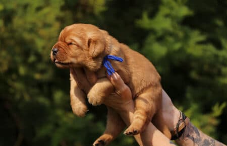 BALLERINA CUCCIOLI DI LABRADOR FOXRED SAN NICOLO 7396