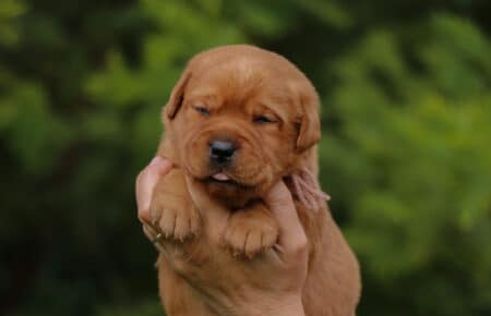 BALLERINA CUCCIOLI DI LABRADOR FOXRED SAN NICOLO 7405