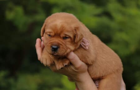 BALLERINA CUCCIOLI DI LABRADOR FOXRED SAN NICOLO 7407