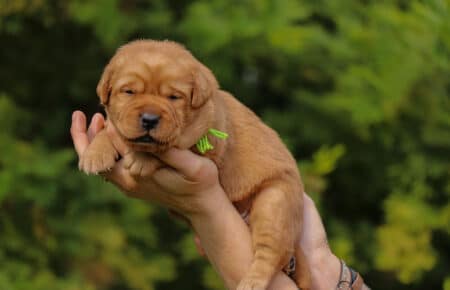 BALLERINA CUCCIOLI DI LABRADOR FOXRED SAN NICOLO 7413