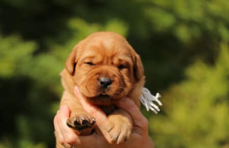 BALLERINA CUCCIOLI DI LABRADOR FOXRED SAN NICOLO 7414