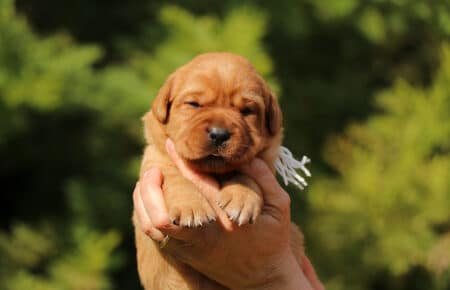 BALLERINA CUCCIOLI DI LABRADOR FOXRED SAN NICOLO 7415