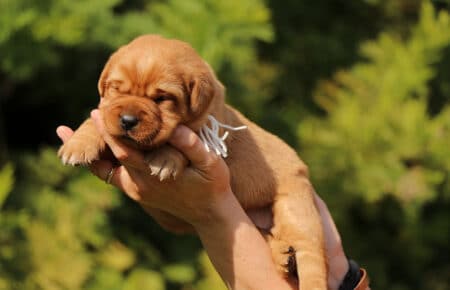 BALLERINA CUCCIOLI DI LABRADOR FOXRED SAN NICOLO 7417